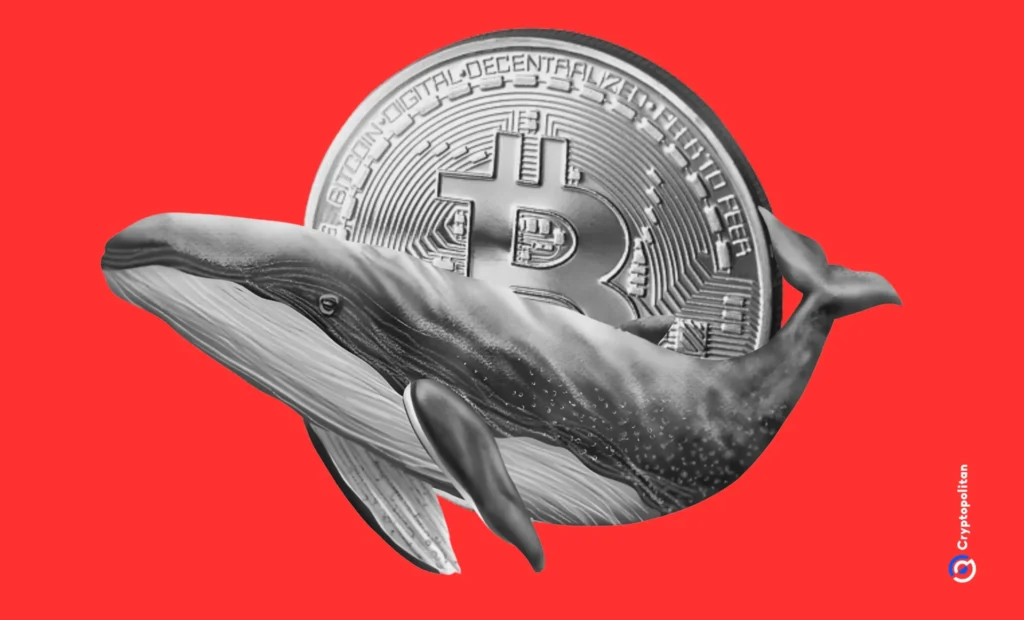 Bitcoin whale with 10,158 BTC scoops up more coins despite losing $46 million