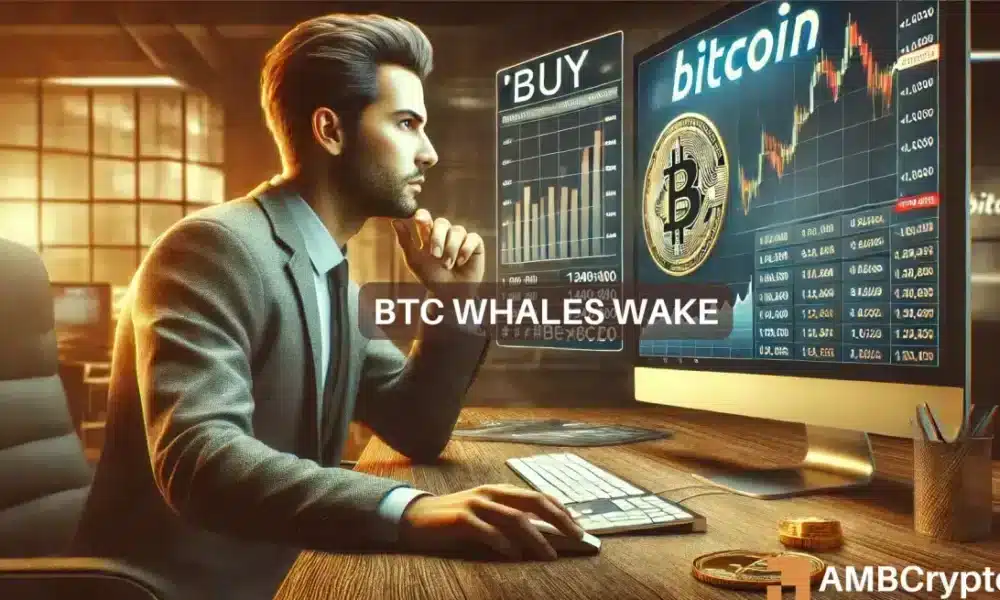 Bitcoin whales have ramped up efforts - THIS is why