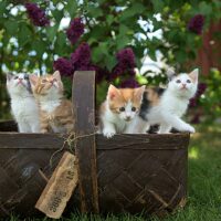 MEW Hits $1B Market Cap After New ATH, Cat Season Arrived?