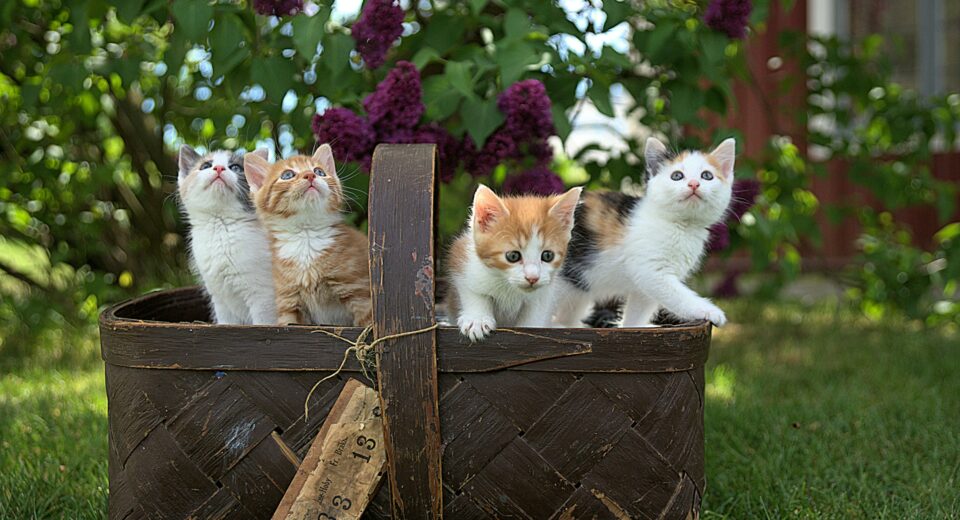 MEW Hits $1B Market Cap After New ATH, Cat Season Arrived?