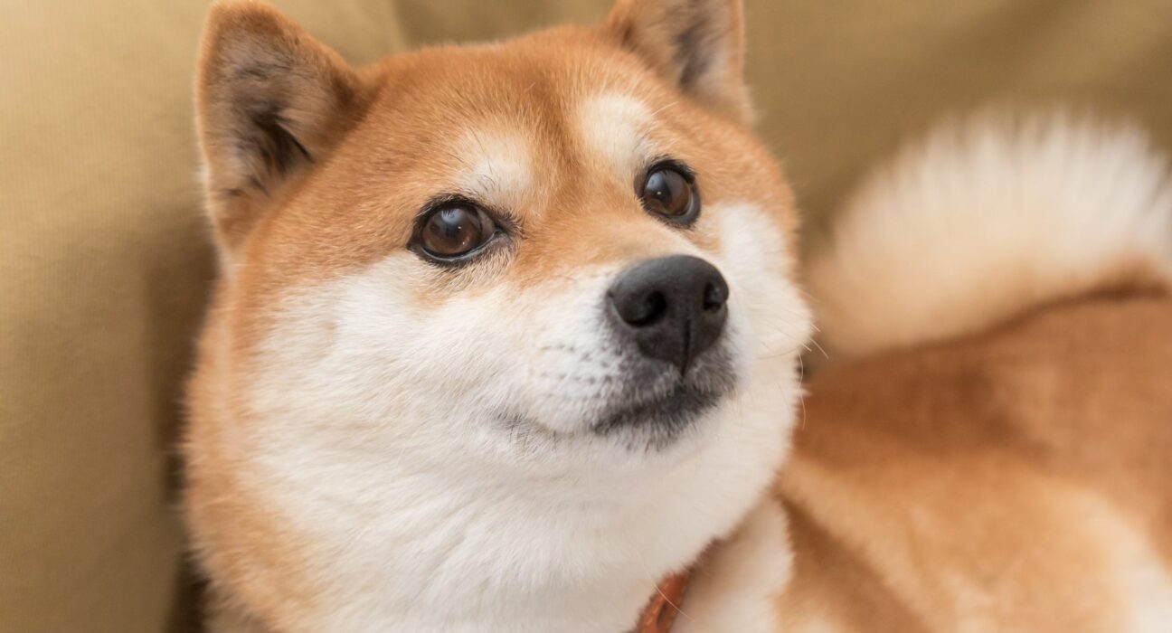 Shiba Inu On The Brink Of A 400% Rally, Analyst Says