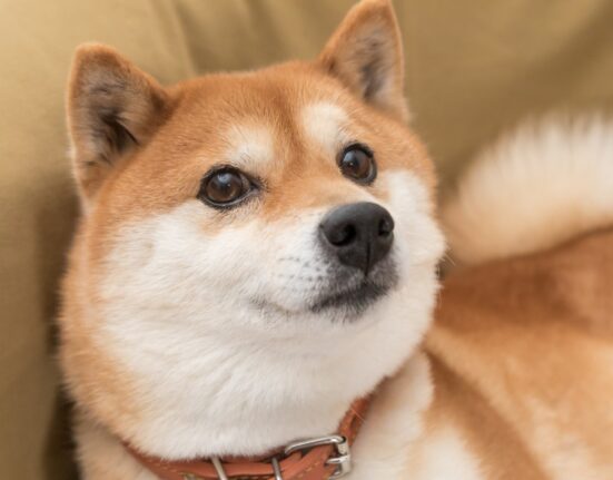 Shiba Inu On The Brink Of A 400% Rally, Analyst Says